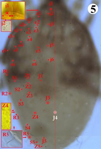 Réf. 234 774 : Neopodocinum meridionalis